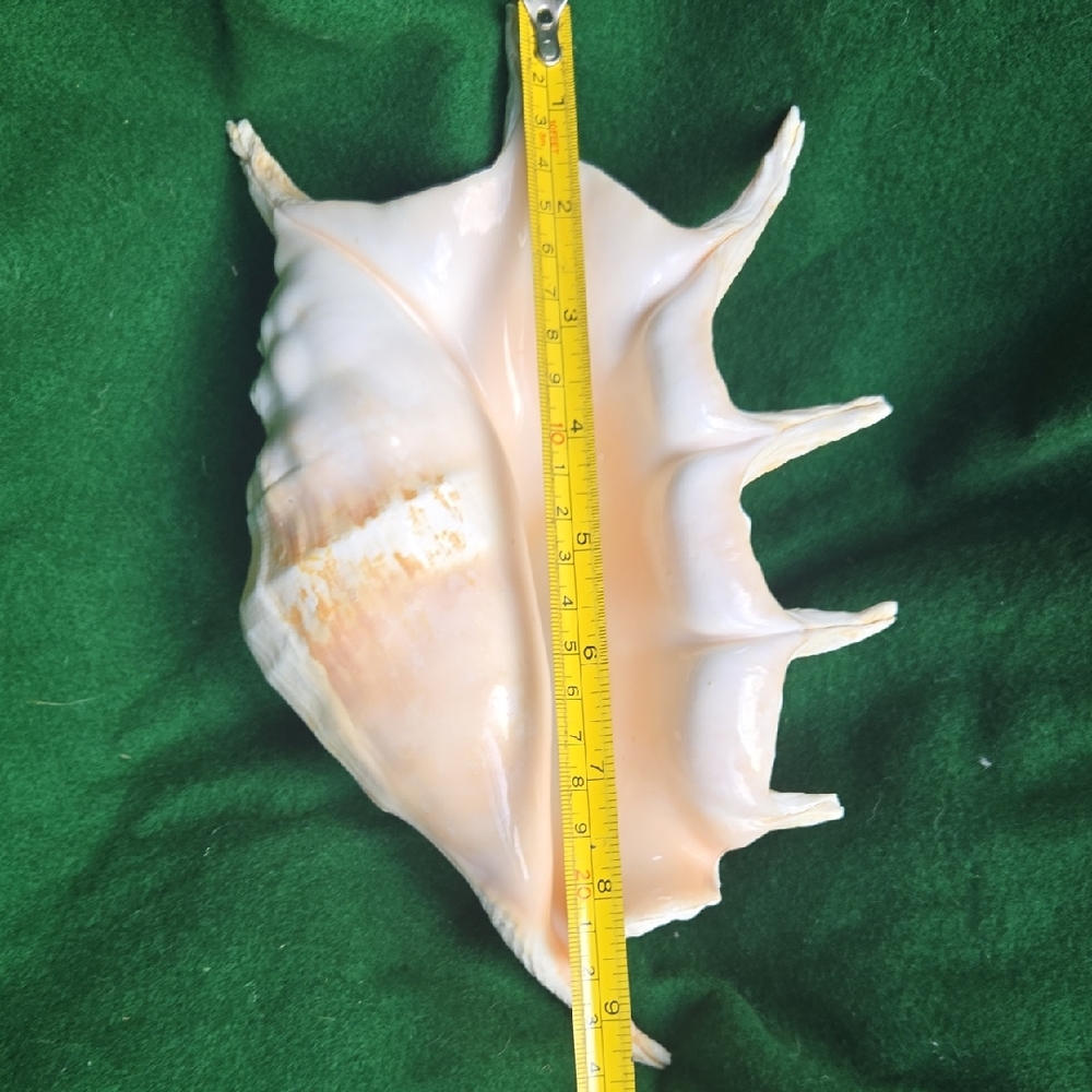 Large Seashell Decor